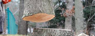 Best Tree Disease Treatment  in Graysville, TN
