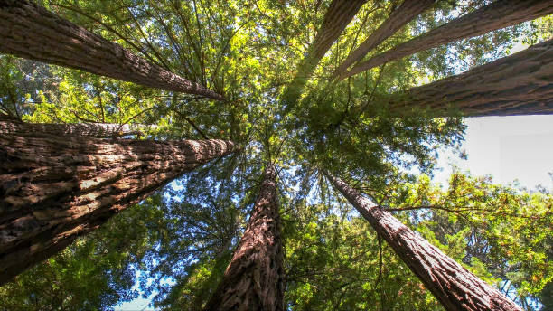 Reliable Graysville, TN Tree Removal Solutions