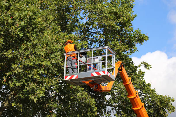How Our Tree Care Process Works  in  Graysville, TN