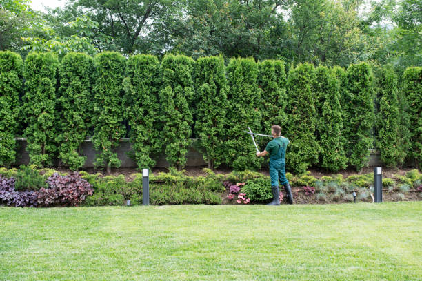 Best Lawn Drainage Solutions  in Graysville, TN