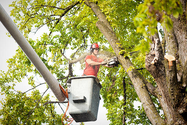 Best Stump Grinding and Removal  in Graysville, TN